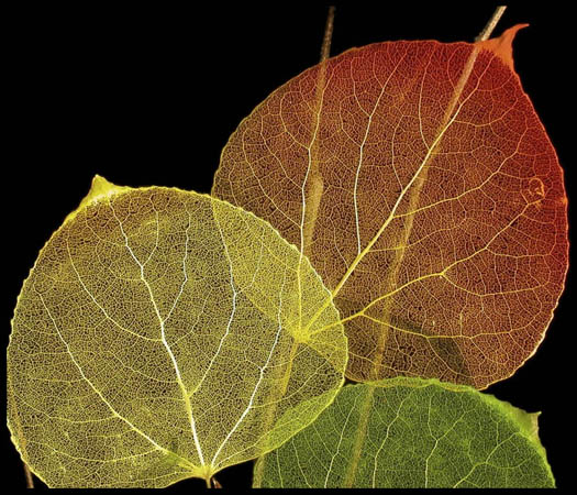 aspen leaves