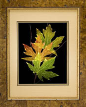 framed Big Leaf Maple