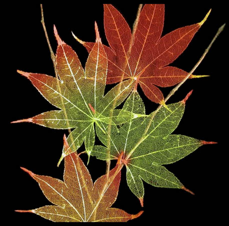 japaese maple leaves