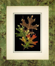 framed Scarlet Oak