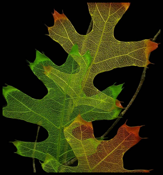 scarlet oak leaves