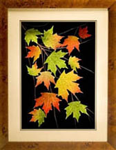 framed Sugar Maple