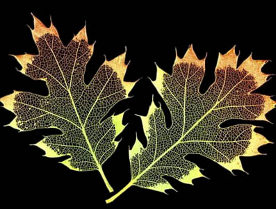black oak leaves