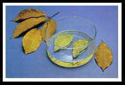 rinsing leaves in clean water