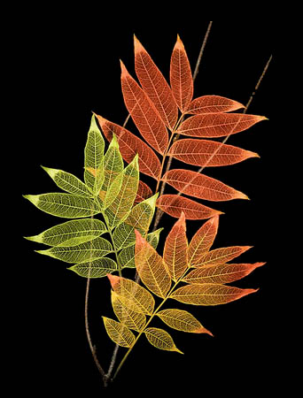 sumac leaves