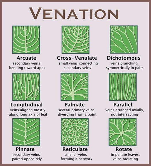 Chart showing different leaf stlyes